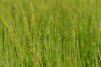 Bonte paardenstaart; Variegated Horsetail; Equisetum variegatum