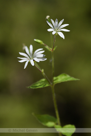Bosmuur; Wood stichwort; Stellaria nemorum