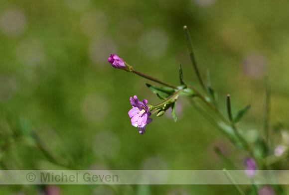 Chickweed Willowherb; Epilobium alsinifolium
