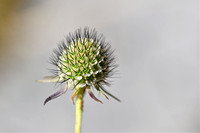 Duifkruid; Pincushion flower; Scabiosa columbaria