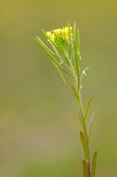 Gewone Steenraket; Treacle mustard; Erysimum cheiranthoides