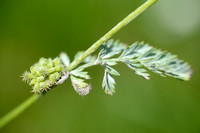 Knopig Doornzaad; Knotted Hedge-parsley; Torillis nodosa
