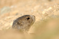 Alpenmarmot - Alpine Marmot -  Marmota marmota