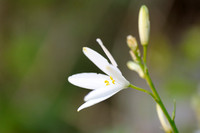 Graslelie - St. Bernard's Lily -  Anthericum liliago