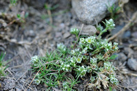 Overblijvende Hardbloem - Perennial Knawel - Scleranthus perennis