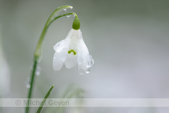 Gewoon Sneeuwklokje; Snowdrop; Galanthus nivalis;