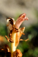 Tijmbremraap; Orobanche reticulata; Thyme Broomrape