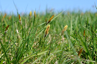 Voorjaarszegge; Spring Sedge;Carex caryophyllea