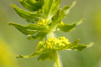 Kruisbladwalstro; Crosswort; Cruciata laevipes