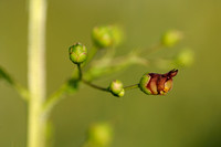 Gevleugeld Helmkruid - Green Figwort - Scrophularia umbrosa