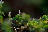 Vogelpootklaver; Fenugreek; Trifolium ornithopodioides