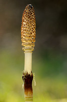 Reuzenpaardenstaart; Great Horsetail; Equisetum telmateia;