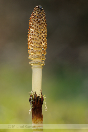 Reuzenpaardenstaart; Great Horsetail; Equisetum telmateia;