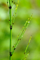 Vertakt Schaafstro - Moore's Horsetail - Equisetum x moorei