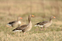 Grauwe Gans; Greylag Goose; Anser anser;