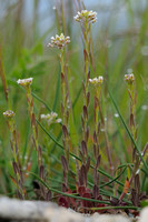 Pijlscheefkelk - Hairy Rock-cress -  Arabis hirsuta subsp. sagittata