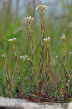 Pijlscheefkelk; Hairy Rock-cress; Arabis hirsuta subsp. sagittata