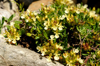 Berggamander; Mountain Germander; Teucrium montanum;