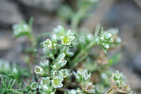 Overblijvende Hardbloem; Perennial Knawel; Scleranthus perennis;