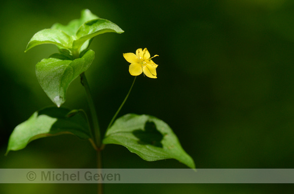 Boswederik; Yellow Pimpernel; Lysimachia nemorum;