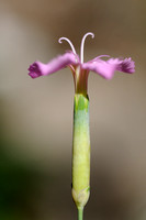 Rotsanjer; dianthus gratianopolitanus; Cheddar Pink;