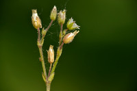 Bleke hoornbloem; Cerastium glutinosum