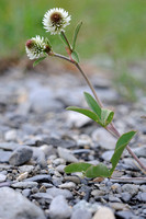 Bergklaver - Mountain Clover - Trifolium montanum