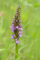 Rietorchis; Southern Marsh-orchid; Dactylorhiza majalis subsp. p