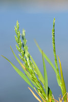 Laksteeltje; Sea Fern-grass; Catapodium marinum;