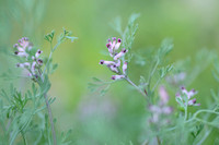 Roze Duivenkervel; Few-flowered Fumitory; Fumaria vaillantii