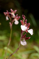 Vlinderorchis - Anacamptis papilionaceae