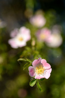 Kleinbloemige roos; Small-flowered Sweet-briar; Rosa micrantha