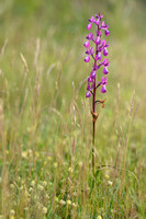 IJle moerasorchis; Marsh Orchid; Anacamptis laxiflora