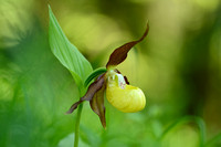 Vrouwenschoentje - Lady's-Slipper orchid - Cypripedium calceolus