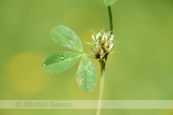 Suffocated Clover; Trifolium suffocatum;