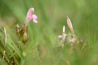Heidekartelblad; Lousewort; Pedicularis sylvatica