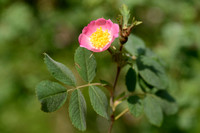 Berijpte viltroos; Sherard's Downy-Rose; Rosa sherardii