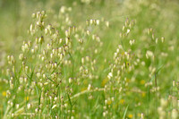 Groot trilgras; Greater quaking-grass;  Briza maxima