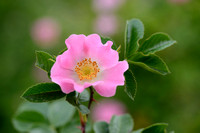 Berijpte viltroos; Sherard's Downy-Rose; Rosa sherardii