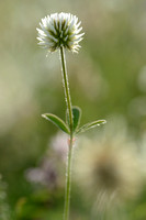 Bergklaver; Mountain Clover; Trifolium montanum