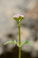 Eenjarige Valeriaan; Annual Valerian; Centranthus calcitrapae