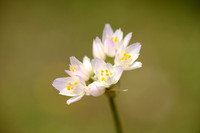 Roze Look; Allium roseum
