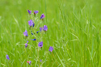 Purple ViperÕs-Bugloss; Echium plantagineum