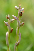 Kleine Tongorchis; Small-Flowered Serapias; Serapias parviflora