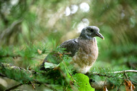 Houtduif; Wood pigeon; Columba palumbus