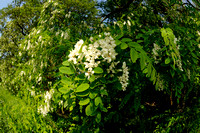 Robinia; Robinia pseudoacacia; Locust tree