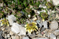 Berggamander; Mountain Germander; Teucrium montanum