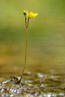 Loos blaasjeskruid; Western Bladderwort; Utricularia australis