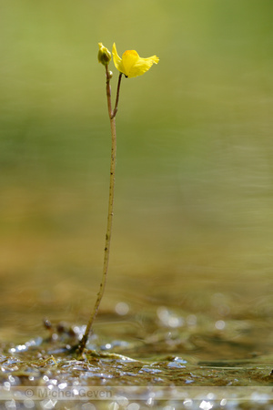 Loos blaasjeskruid; Western Bladderwort; Utricularia australis