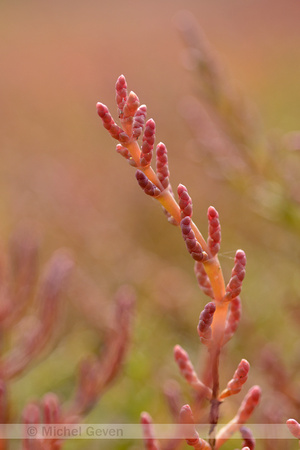 Kortarige zeekraal; Common Glasswort; Salicornia europaea